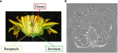 CT image-based 3D inflorescence estimation of Chrysanthemum seticuspe